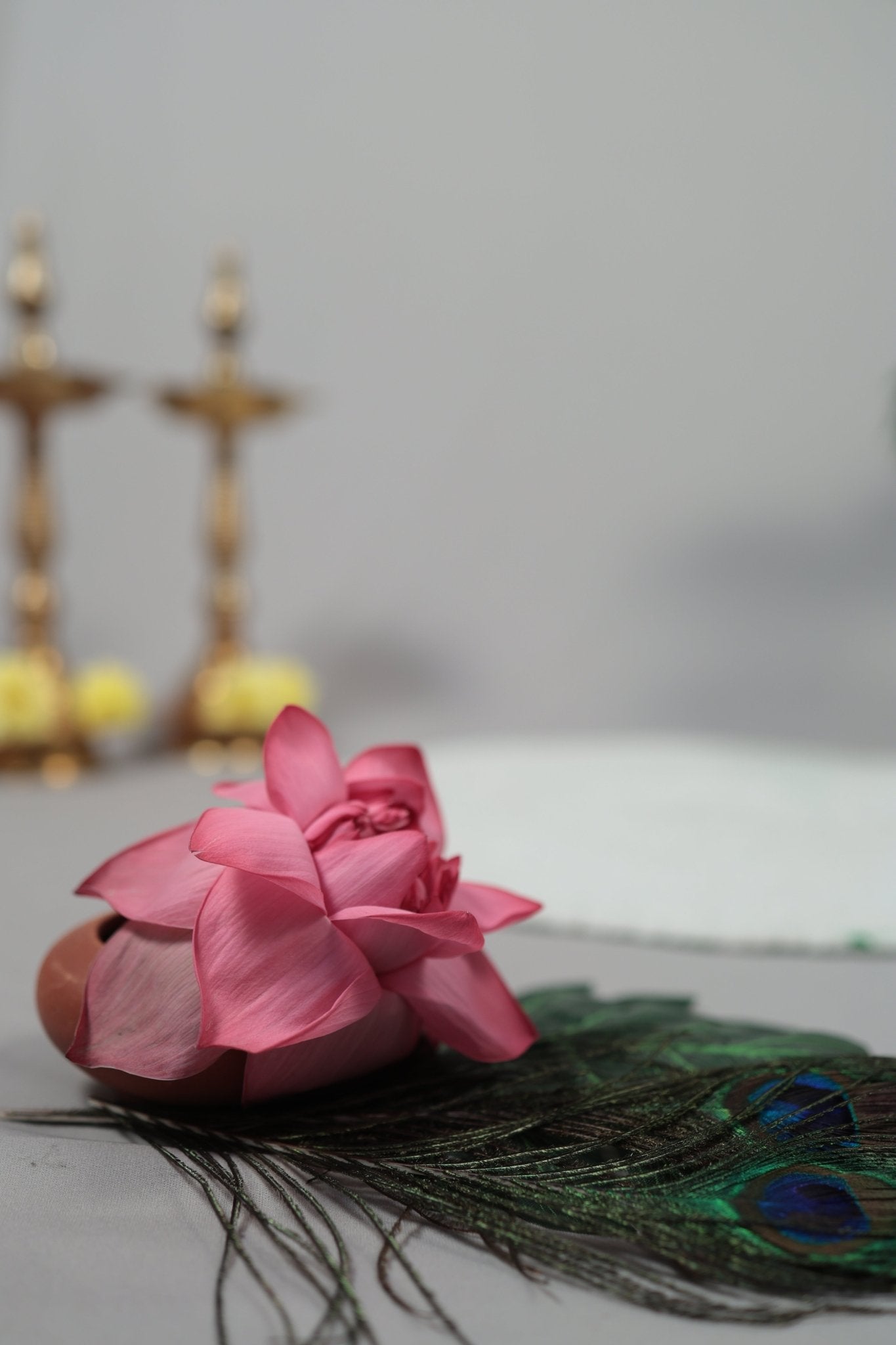 Pink lotus flower with peacock feathers on a gray surface